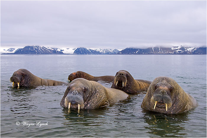Atlantic Walruses 111 by Dr. Wayne Lynch &copy;